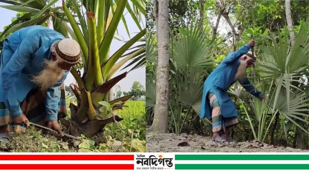 ঠাকুরগাঁওয়ে ব্যক্তিগত উদ্যোগে ৫২ হাজার তালগাছ লাগিয়েছেন খোরশেদ আলী ঠাকুরগাঁওয়ে ব্যক্তিগত উদ্যোগে ৫২ হাজার তালগাছ লাগিয়েছেন খোরশেদ আলী