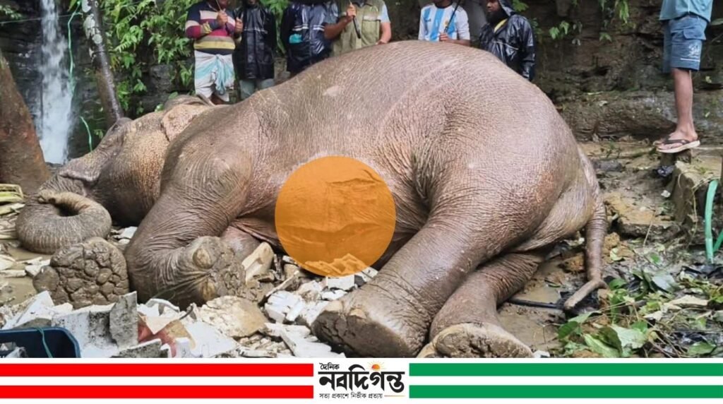 টেকনাফে ৩০০ ফুট উঁচু পাহাড় থেকে পড়ে আহত বন্য মা হাতি, চলছে চিকিৎসা
