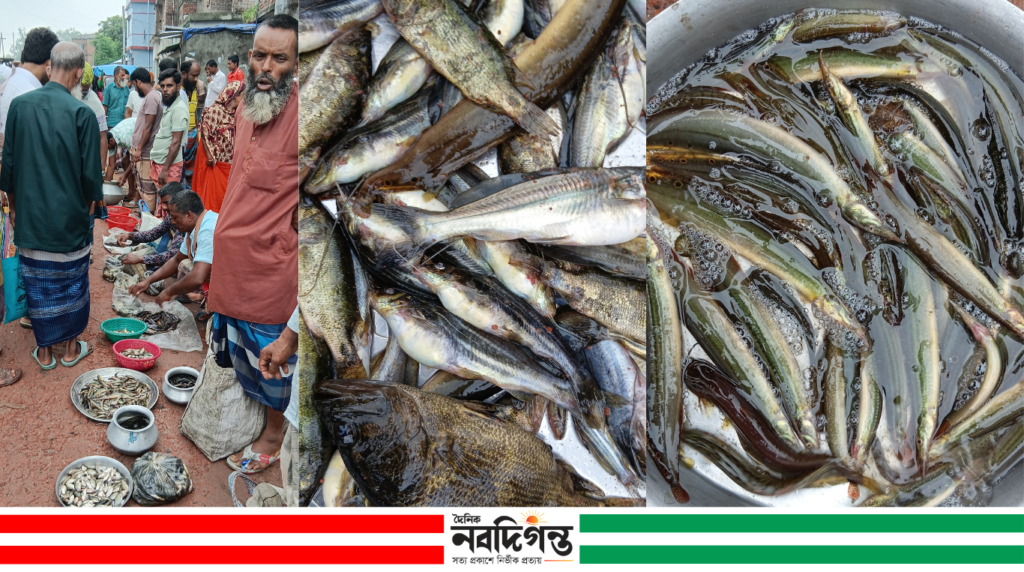 চলনবিলে দেশি মাছের আমদানি বেড়েছে, সরগরম হাট-বাজার চলনবিলে দেশি মাছের আমদানি বেড়েছে, সরগরম হাট-বাজার