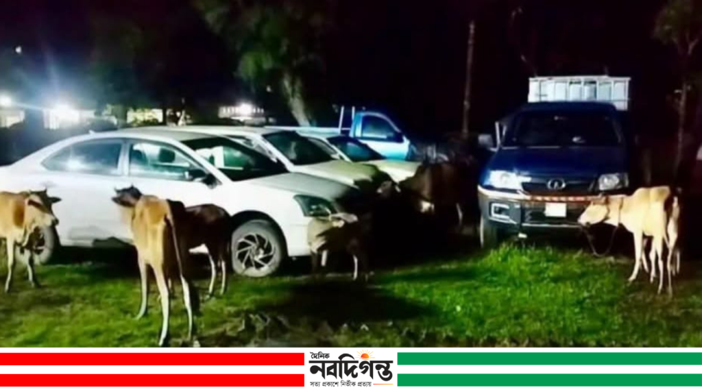 চুনারুঘাটে পুলিশের অভিযানে ১০টি গরু উদ্ধার, পাচারচক্রের সন্ধানে অভিযান চুনারুঘাটে পুলিশের অভিযানে ১০টি গরু উদ্ধার, পাচারচক্রের সন্ধানে অভিযান