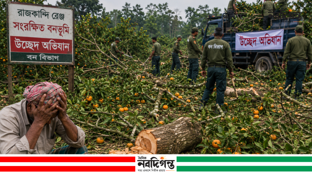 কমলগঞ্জে ১,২০০ কমলা গাছ কাটাকে ঘিরে বিতর্ক, নিরপেক্ষ তদন্তের দাবি