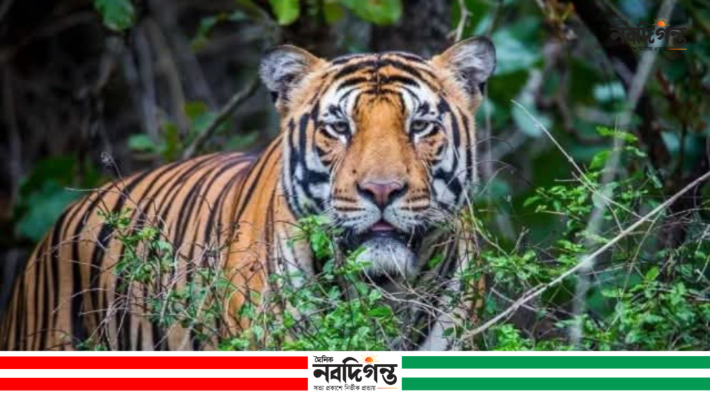 বিশ্ব বাঘ দিবস: সংখ্যা বাড়লেও নানা হুমকিতে সুন্দরবনের রয়েল বেঙ্গল টাইগার
