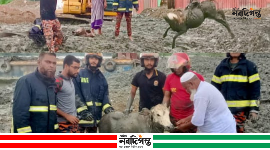 পলাশে খাদে পড়ে যাওয়া গরু উদ্ধার করল ফায়ার সার্ভিস