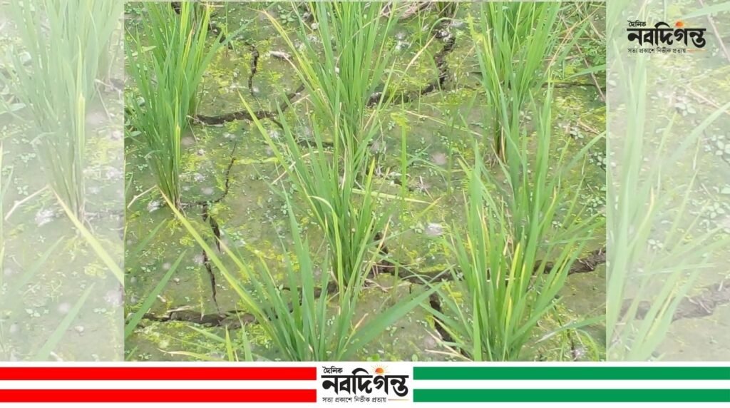 নাগেশ্বরীতে প্রচন্ড খরায় আমন রোপা ক্ষেত ফেটে চৌচির