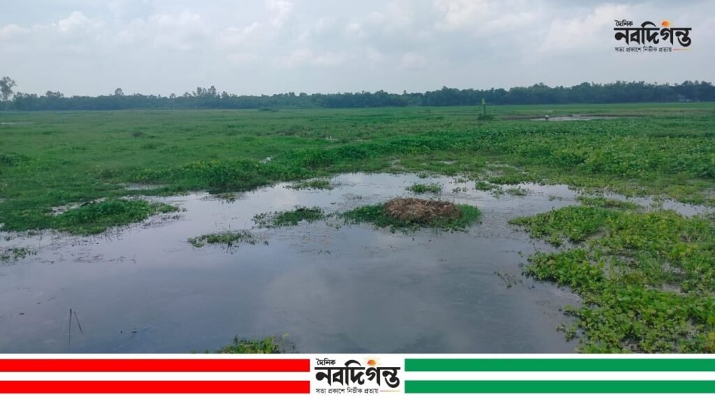 গঙ্গাচড়ায় জলাবদ্ধতায় আমন চাষে দুশ্চিন্তায় কৃষক, জমিতে কচুরিপানা গঙ্গাচড়ায় জলাবদ্ধতায় আমন চাষে দুশ্চিন্তায় কৃষক, জমিতে কচুরিপানা