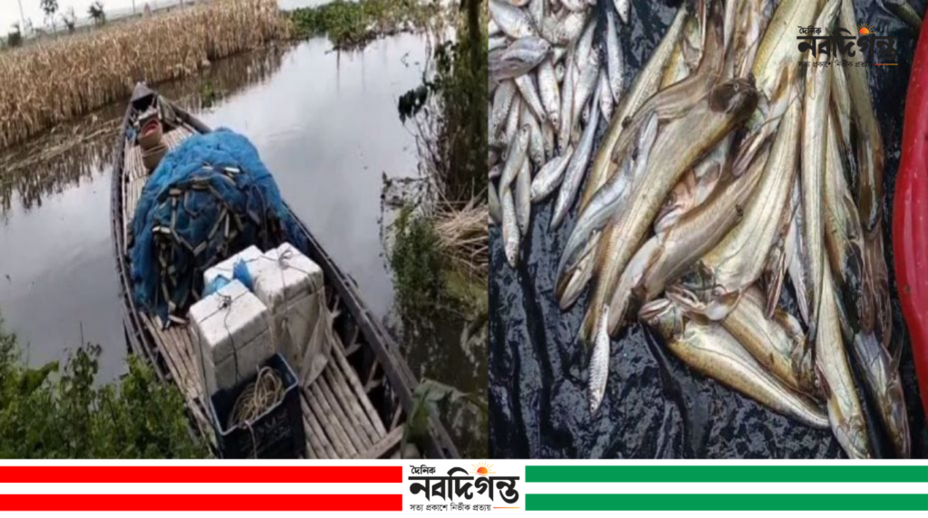 নলডাঙ্গায় নিষিদ্ধ জালে পোনা মাছ নিধন, হুমকিতে হালতিবিল