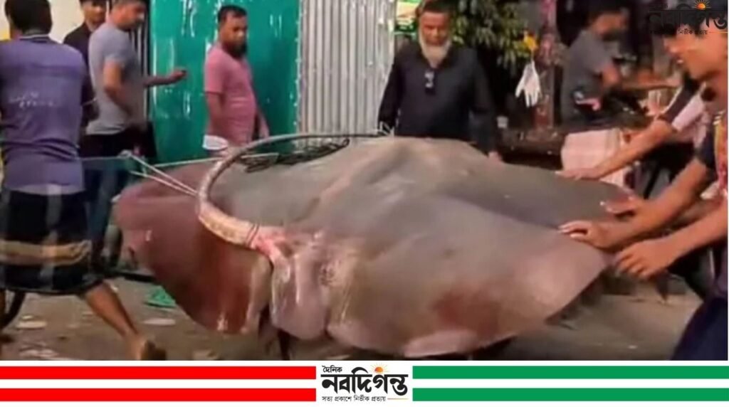 নোয়াখালীর হাতিয়ায় ৭ মণ ওজনের শাপলাপাতা মাছ ধরে ৯০ হাজার টাকায় বিক্রি