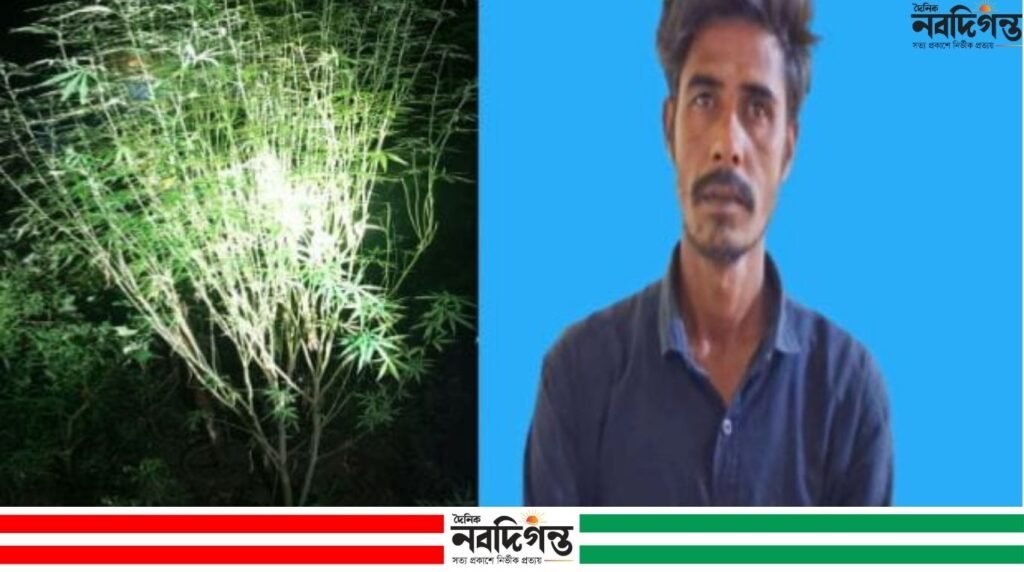 নাটোরে গাঁজার গাছসহ মাদক কারবারি গ্রেফতার, ১ জন পলাতক