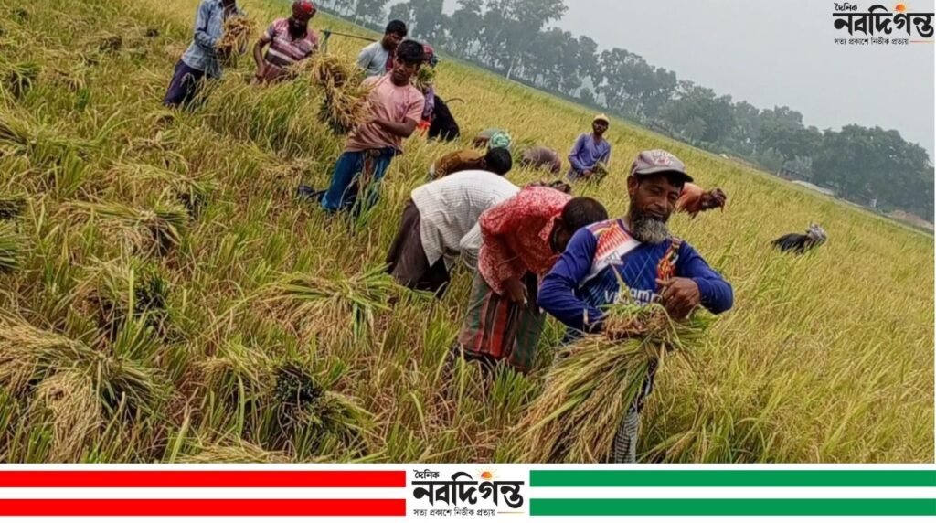 নওগাঁয় আউশ ধানের বাম্পার ফলন হলেও দামে হতাশ কৃষকরা: উৎপাদন খরচ তুলতে হিমশিম