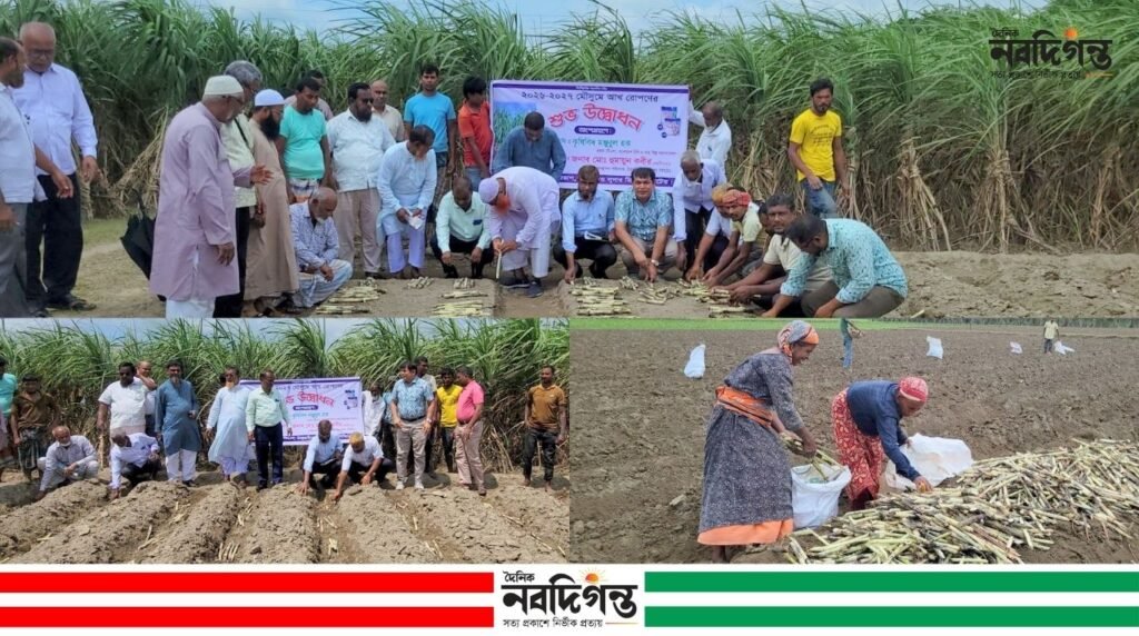 ঠাকুরগাঁওয়ে ২০২৬-২৭ মৌসুমের আখ রোপণ কার্যক্রম শুরু